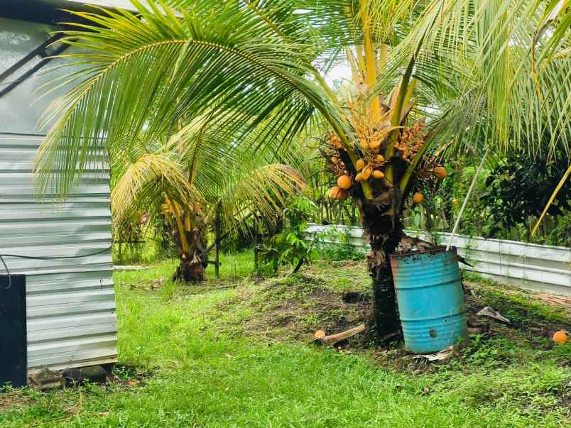 dijual tanah desa selemadeg kec