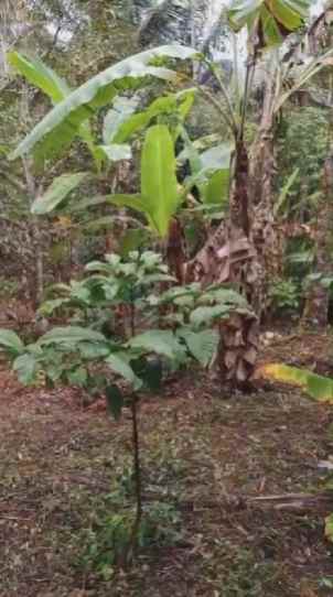 dijual tanah desa wisata belimbing
