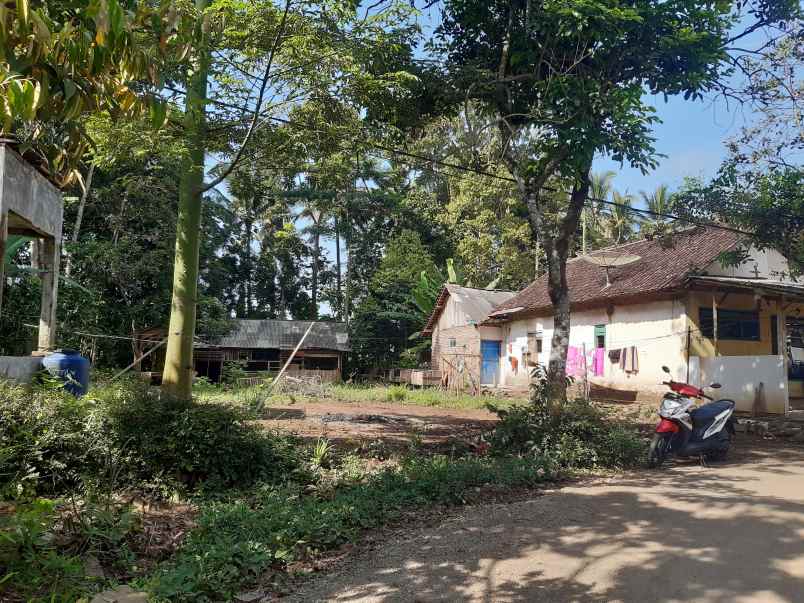 dijual tanah di desar serut kec panti jember