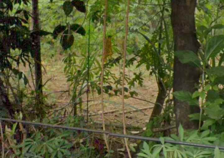 dijual tanah industri 29 hektar karawang barat