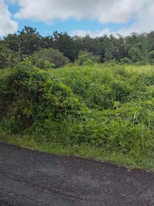 dijual tanah jl gubug sari