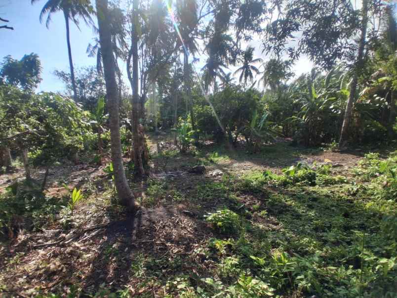 dijual tanah kebun dengan view sunset yang indah