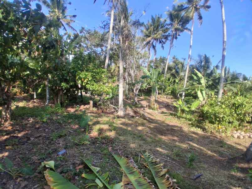 dijual tanah kebun dengan view sunset yang indah
