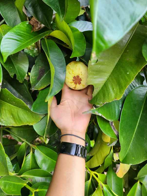 dijual tanah leuwiliang pangaradin