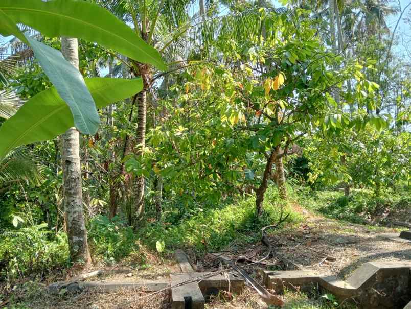 dijual tanah pantai balian selemadeg