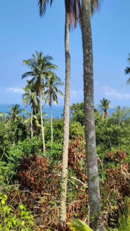 dijual tanah pantai balian selemadeg
