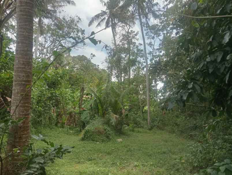 dijual tanah pantai beraban selemadeg