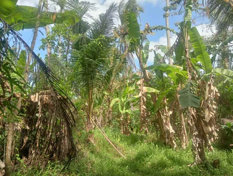 dijual tanah pantai beraban selemadeg