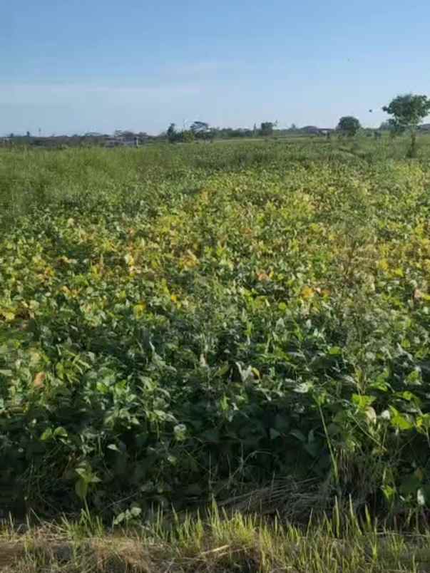 dijual tanah pantai nyanyi