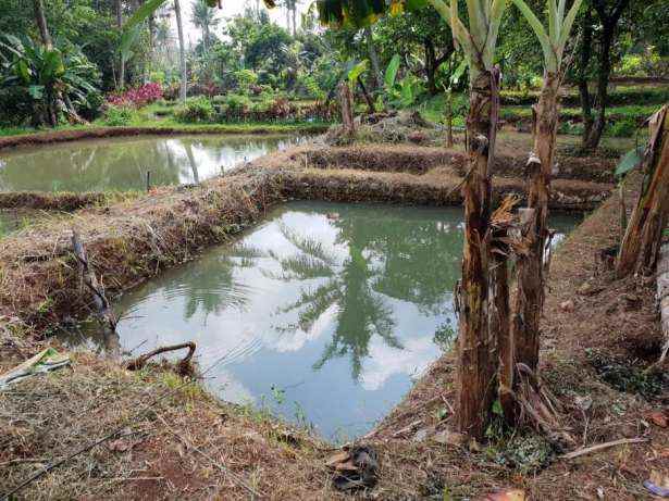 dijual tanah parung poncol rt 01 rw 02