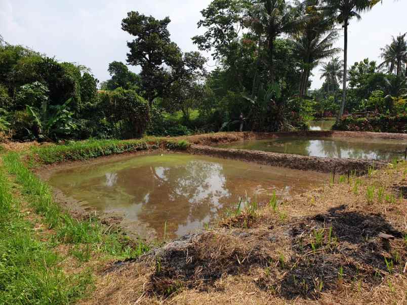 dijual tanah parung poncol rt 01 rw 02