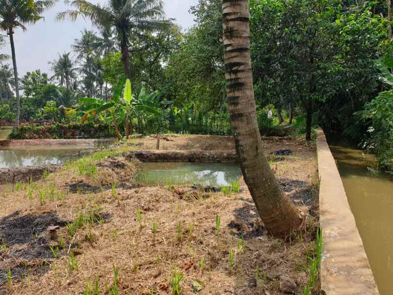 dijual tanah parung poncol rt 01 rw 02