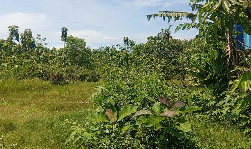 dijual tanah permukiman 2 hektar diboyolali 375 rb m2