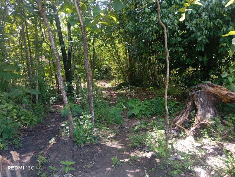 dijual tanah permukiman 2 hektar diboyolali 375 rb m2