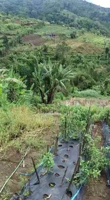 dijual tanah pinggir jalan raya baturiti