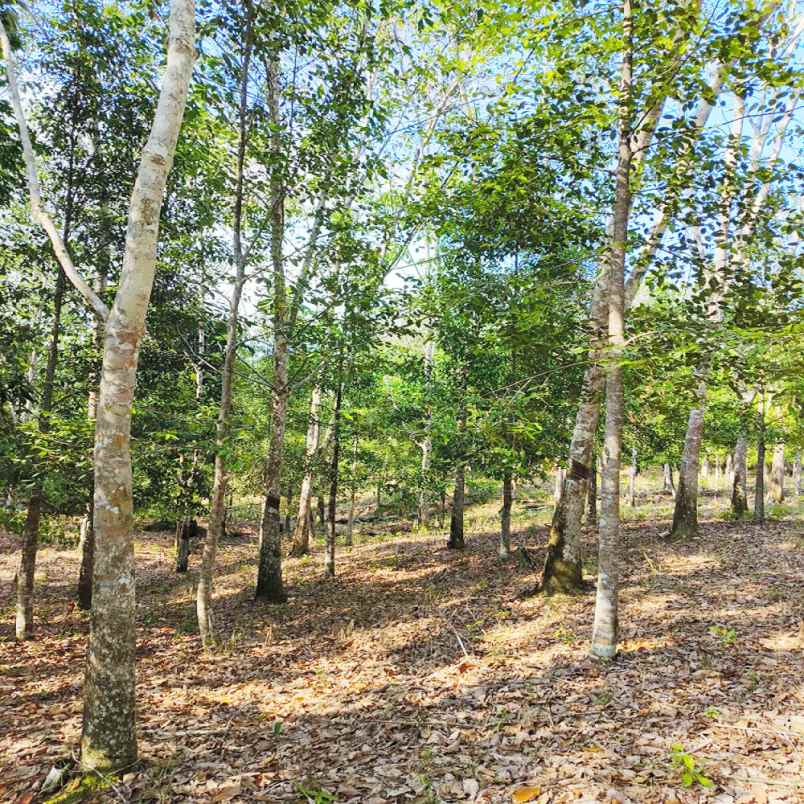 dijual tanah salok lay rt 09 kel lamaru