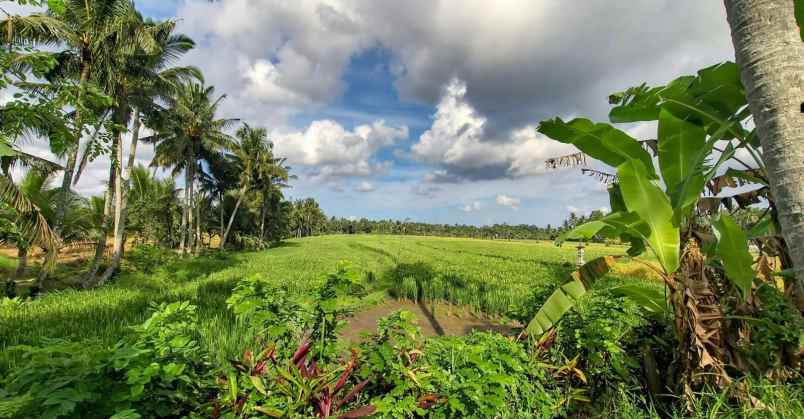 dijual tanah timpag kerambitan kab