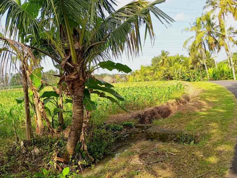 disewakan tanah selemadeg timur tabanan bali