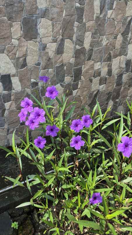 grand semanggi residence minimalis modern surabaya