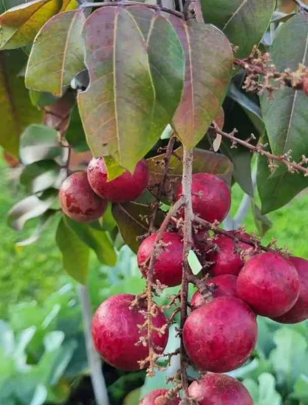 rumah dan kebun di kota batu dengan tanah luas