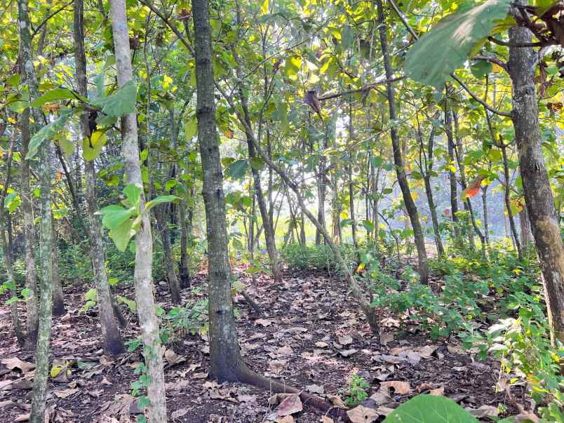 tanah kebun jati 944m dekat sman 1 plupuh sragen