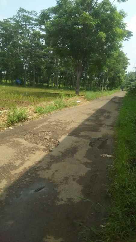 tanah sawah produktiv dan subur