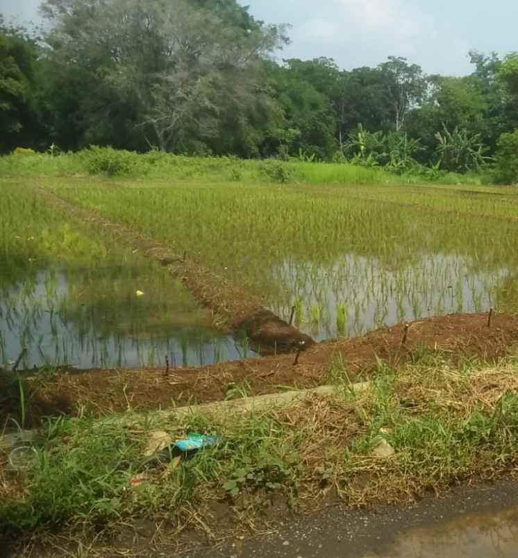 tanah sawah produktiv dan subur