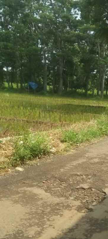tanah sawah produktiv dan subur