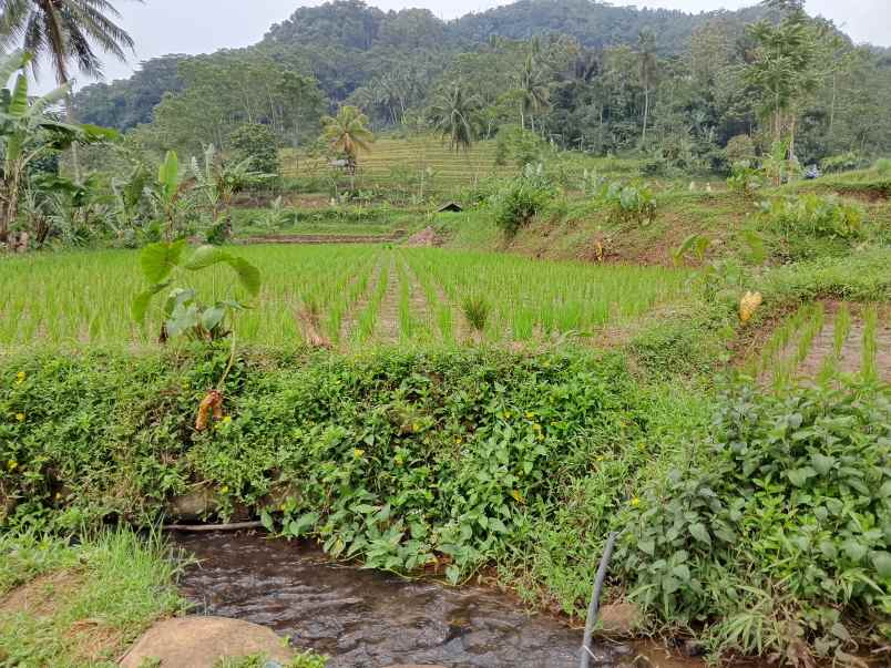 tanah subur air view pegunungan subang