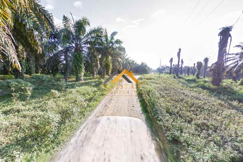 dijual kebun sawit daerah gohor lama langkat