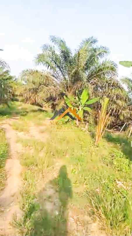 dijual kebun sawit daerah gohor lama langkat