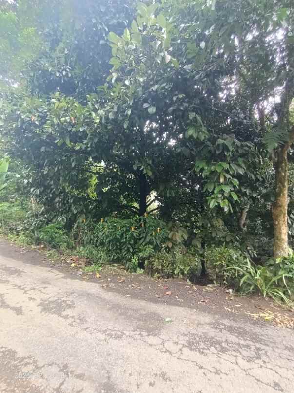 dijual tanah belimbing tabanan bali