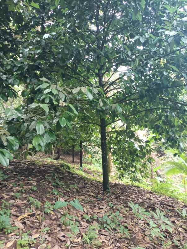 dijual tanah belimbing tabanan bali