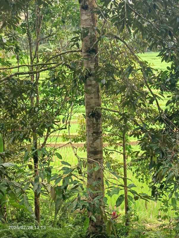 dijual tanah belimbing tabanan bali