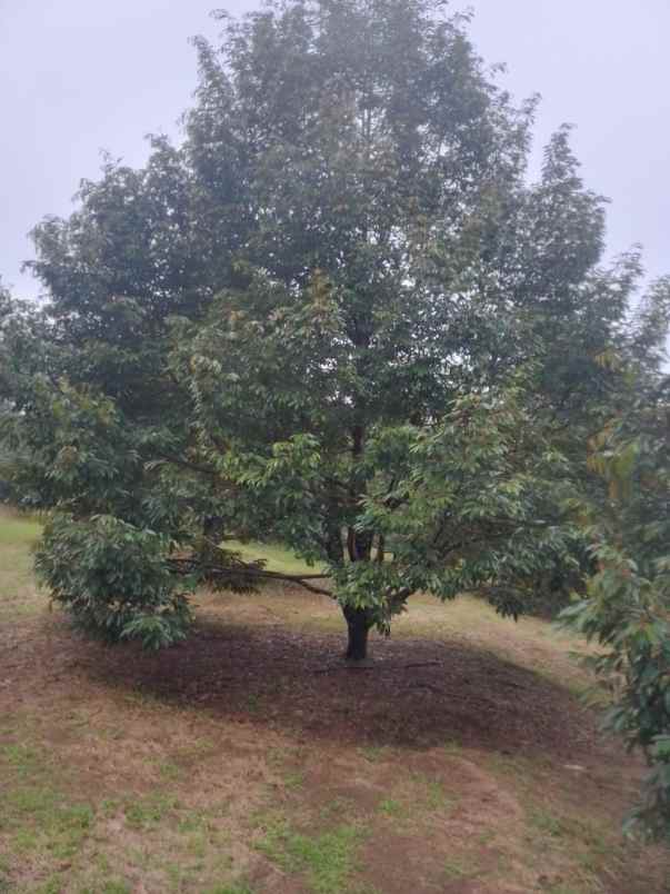 dijual tanah bunihayu subang