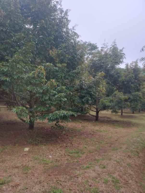 dijual tanah bunihayu subang