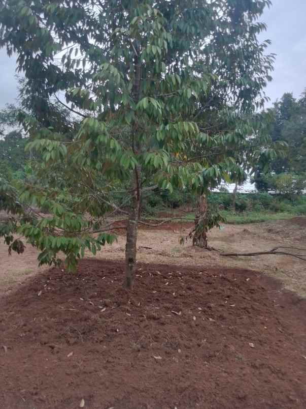 dijual tanah bunihayu subang