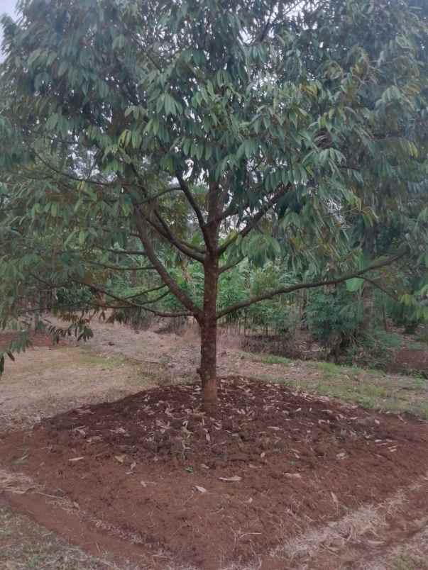 dijual tanah bunihayu subang
