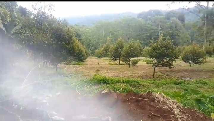 dijual tanah bunihayu subang