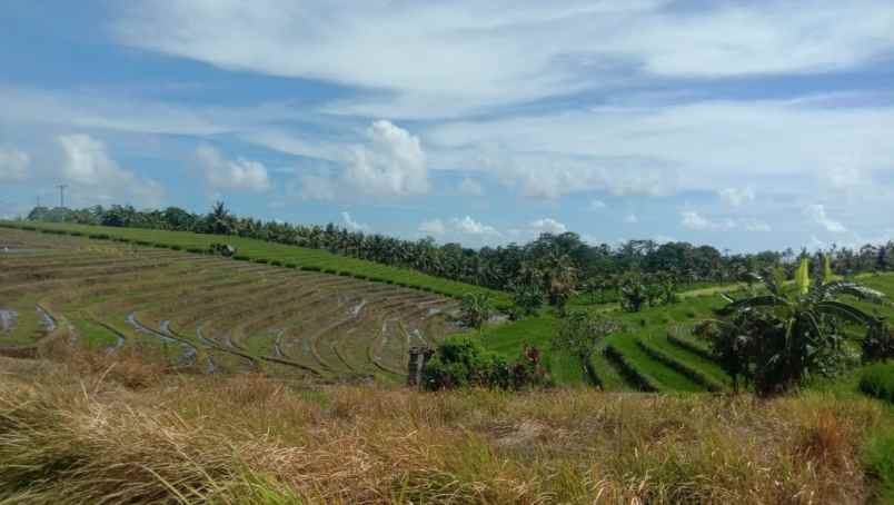 dijual tanah desa antap kec selemadeg