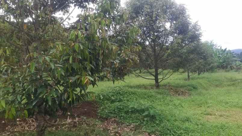 dijual tanah desa rogoselo doro kab