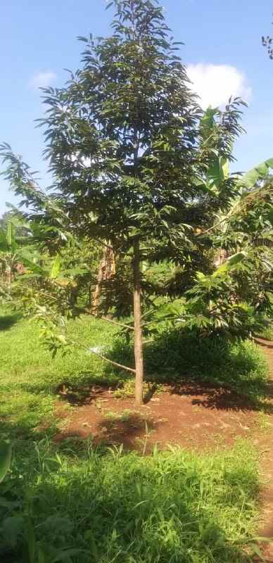 dijual tanah desa rogoselo doro kab