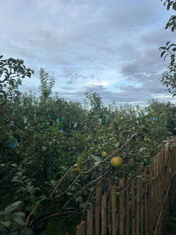 dijual tanah di kaki gunung semeru bromo