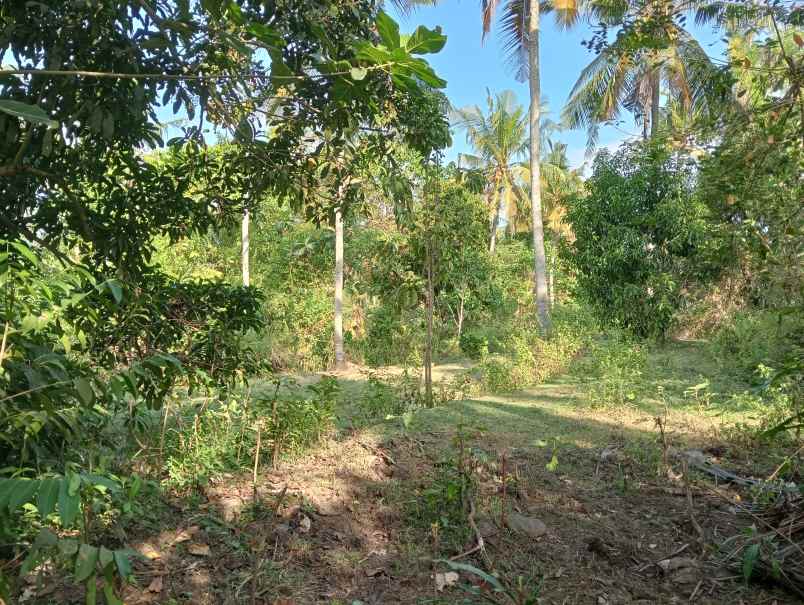 dijual tanah medewi kec pekutatan kab
