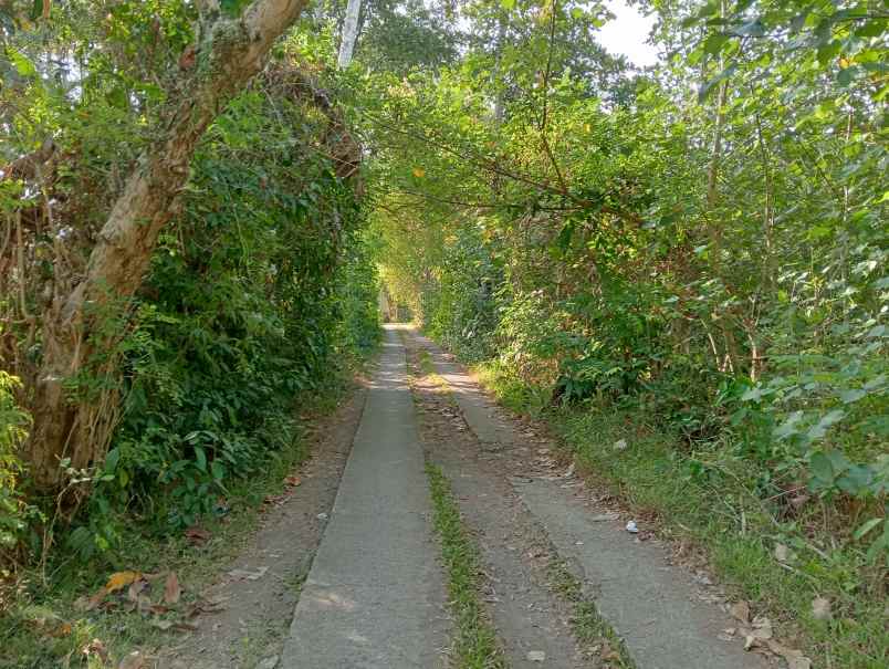 dijual tanah medewi kec pekutatan kab