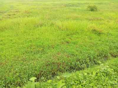 dijual tanah sawah darat mekarjaya gantar indramayu