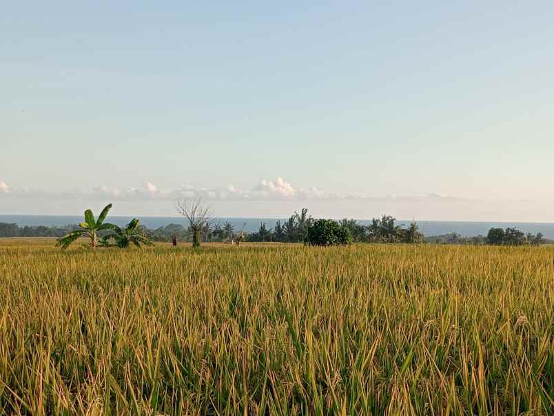 dijual tanah sawah full view murah tempat strategis