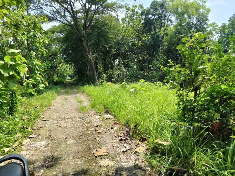 dijual tanah toyogo sambungmacan sragen