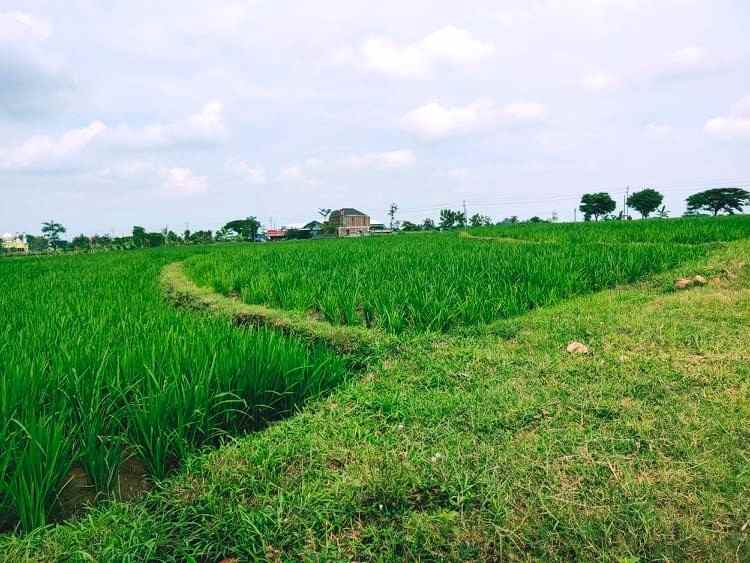 jual sawah subur 3225m2 kedawung sragen