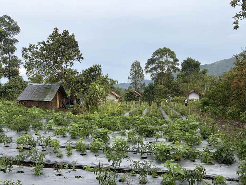 jual tanah kosongan di sembalun